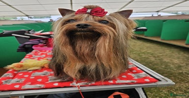 Yorkshire Terrier dogs in Newton-le-Willows - Advert 4