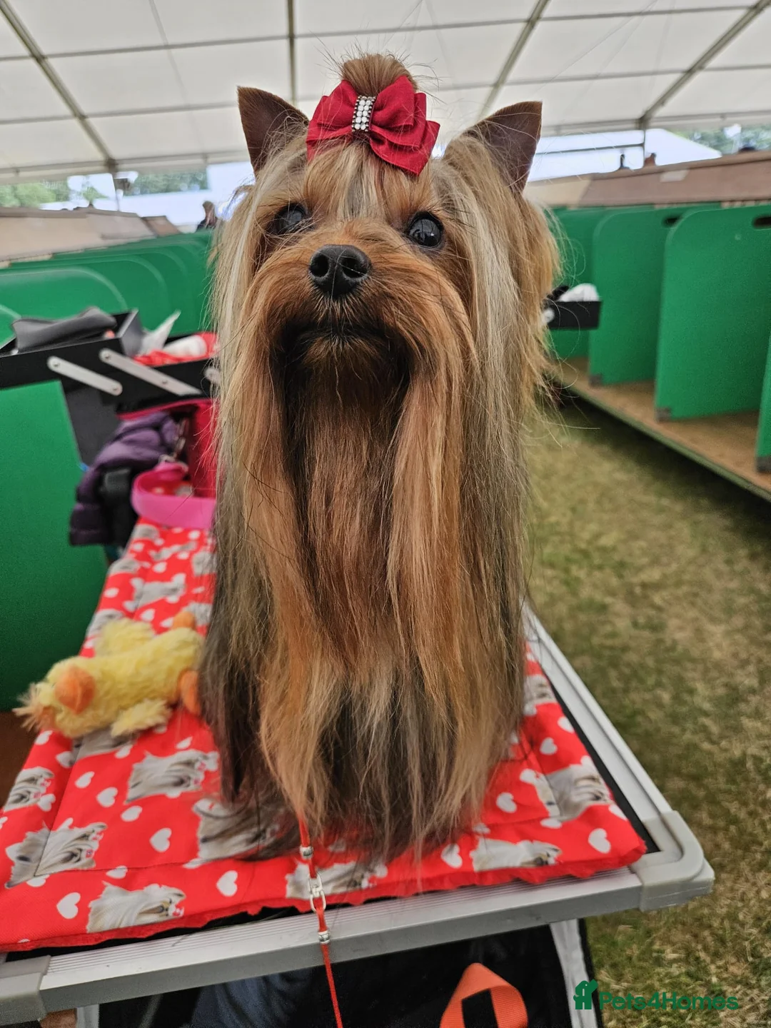 Yorkshire Terrier dogs for stud: PROVEN KC reg 2.5kg experienced STUD boy in Newton-le-Willows - Advert 2