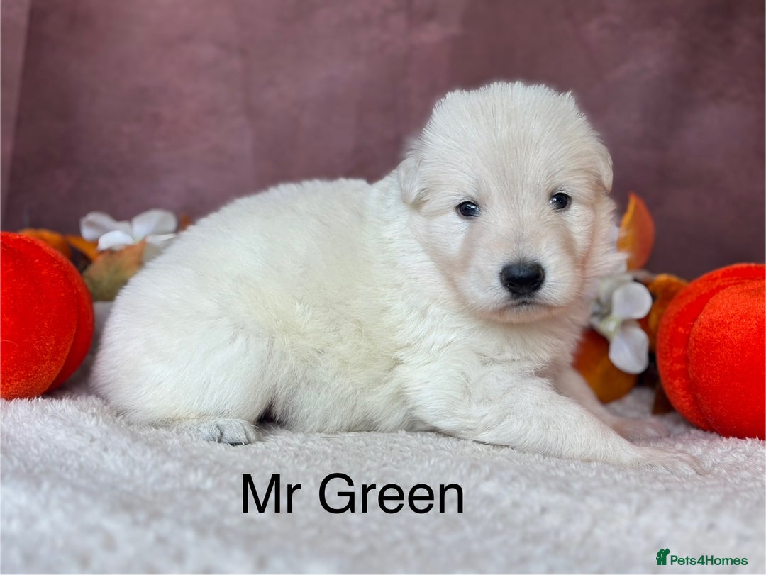 German Shepherd dogs for sale: KC White German Shepherd Puppies!👀🏡 - Image 7