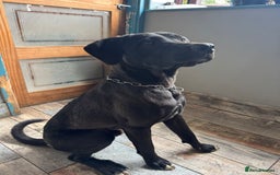 Mixed Breed dogs for sale: Ronnie - 15 month male  - Image 2