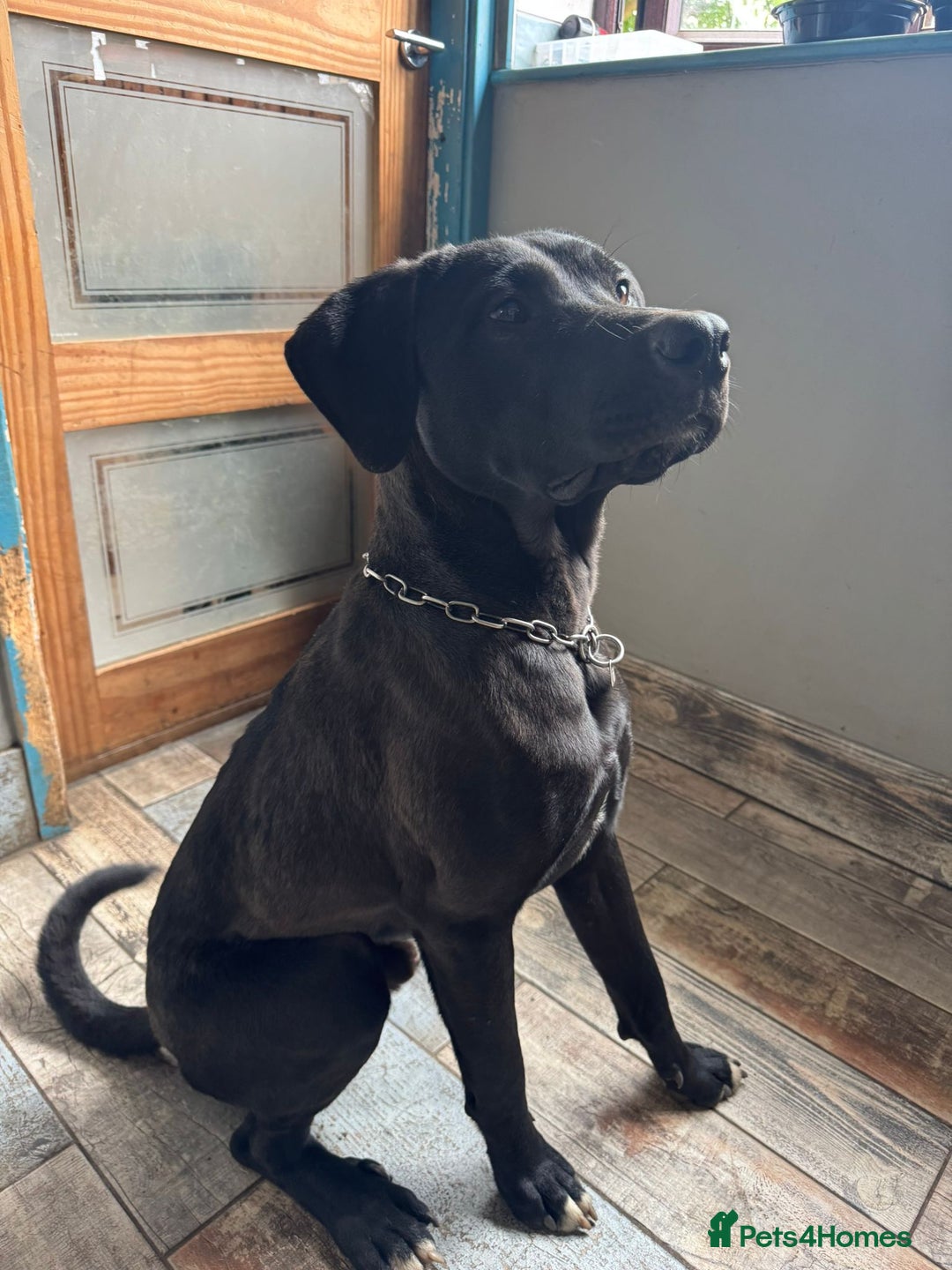 Mixed Breed dogs for sale: Ronnie - 15 month male  - Image 2