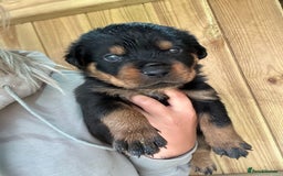 Rottweiler dogs for sale: Rottweiler puppies  - Image 12