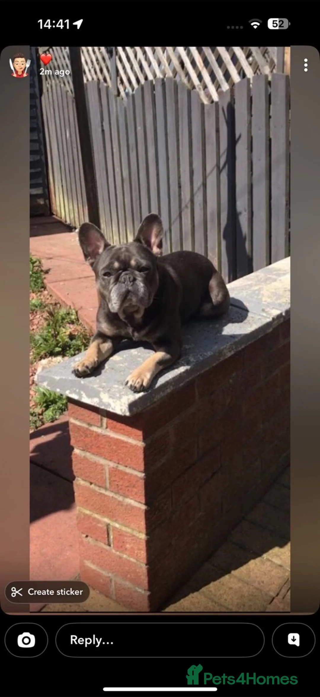 French Bulldog dogs for sale: French bulldog puppies  in Airdrie - Advert 2