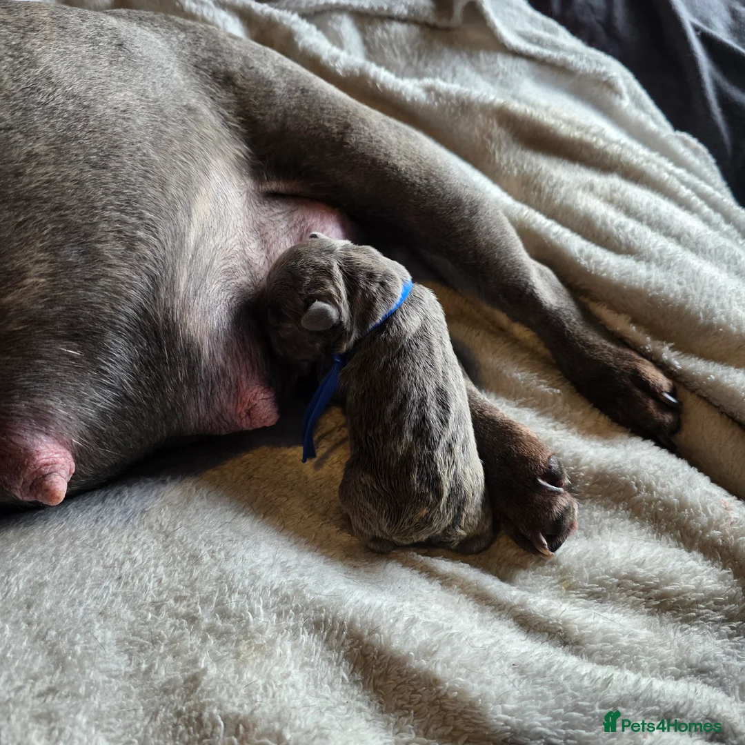 French Bulldog dogs for sale: Frenchies for sale - Advert 3