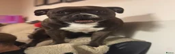 Staffordshire Bull Terrier dogs for sale: READY NOW KC Staffordshire Bull Terrier - Advert 27
