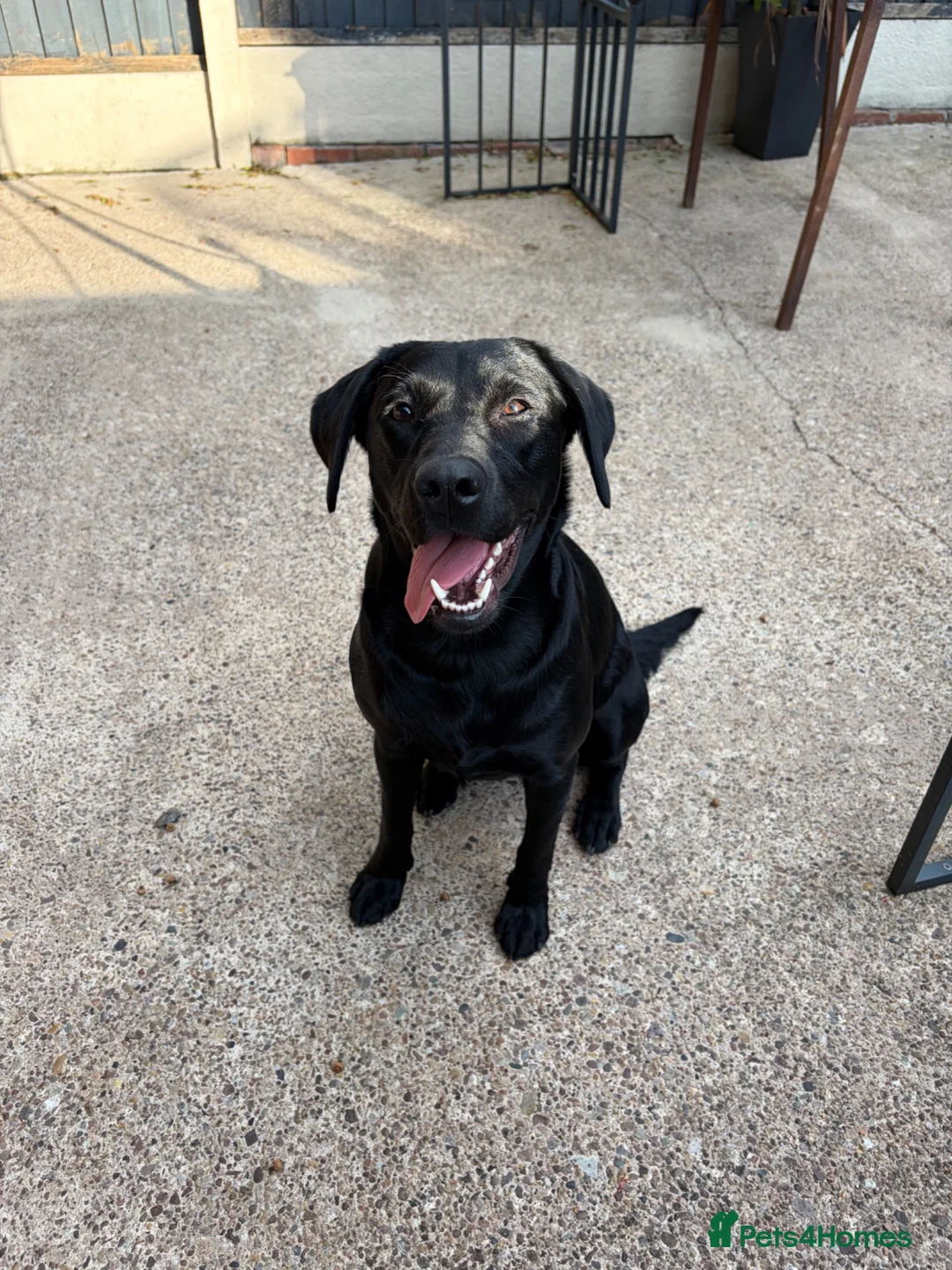 Labrador Retriever dogs for sale: Labrador Retriever Working Line in Doncaster - Advert 1