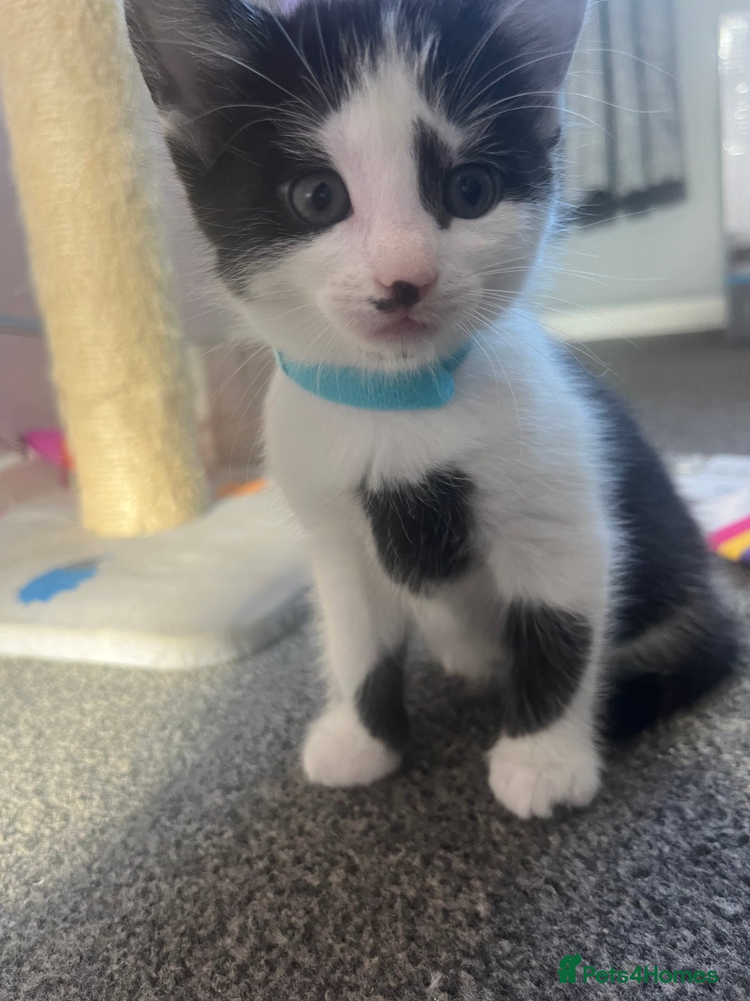 Mixed Breed cats for sale: black and white kittens  - Image 4