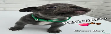 Green Boy REHOMED