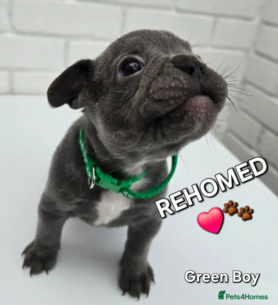 French Bulldog dogs for sale: Stunning Blue French Bulldog Puppies - Advert 18