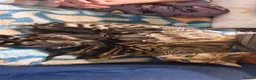 Bengal cats for sale: Bengal mix kittens for sale - Advert 6