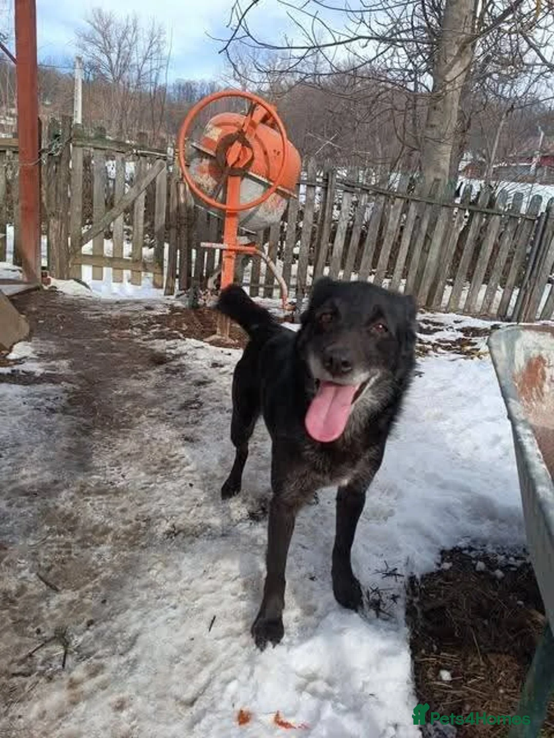Mixed Breed dogs for adoption: Meet Greta, currently residing in Morayshire  in Elgin - Advert 2