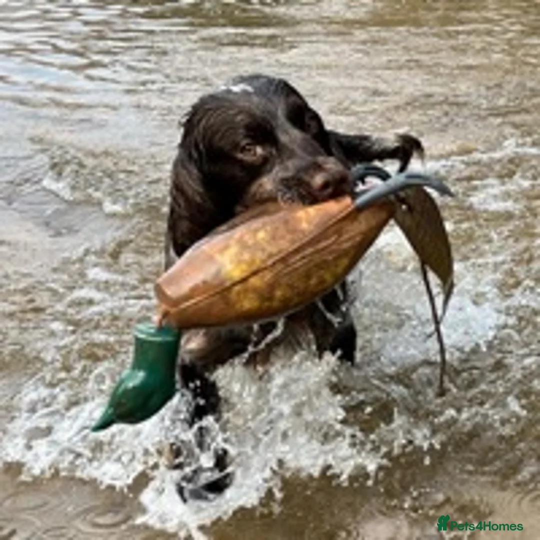 Cocker Spaniel dogs for stud: Working Cocker Gonio✅BVA eye tested✅ Hips/Elbows✅ in Pickering - Advert 8