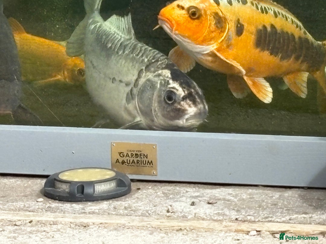 Other/Mixed Breed fish for sale: Koi carp, orphs, mirror carp - Image 3