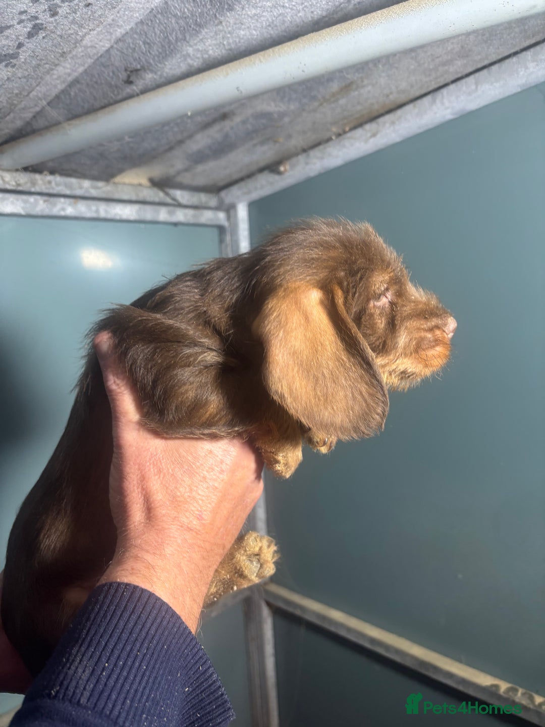 Dachshund dogs for sale: Working Teckel Pups for sale - Advert 2