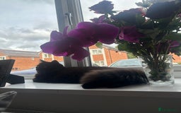 Turkish Angora cats for sale: Gorgeous Turkish Angora cross kittens  - Image 3