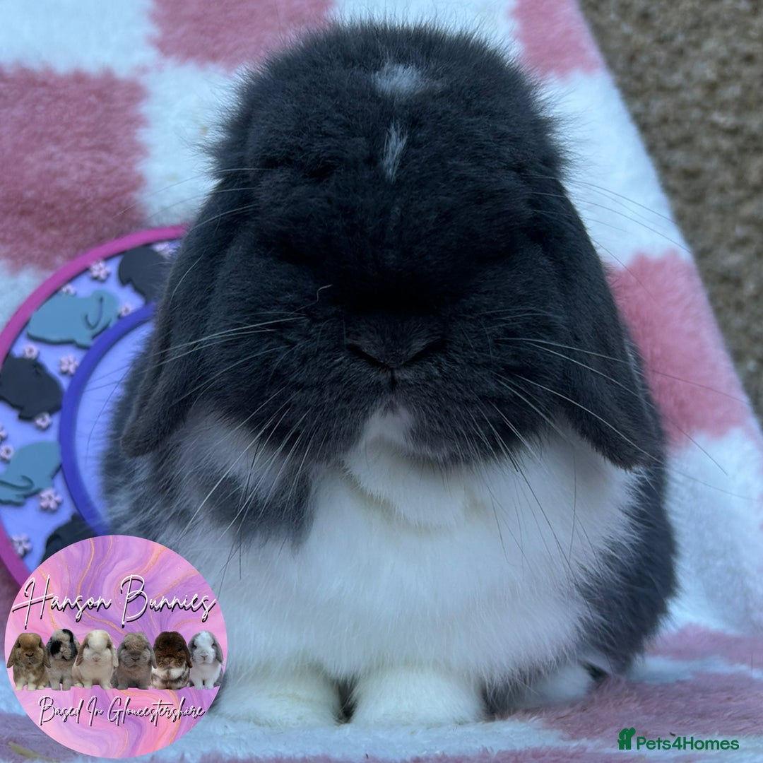 Mini Lop rabbits for sale: Beautiful Mini Lops Available  - Advert 1