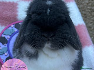 Mini Lop rabbits Beautiful Mini Lops Available - Advert 19