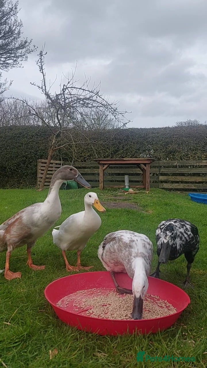 Ducks poultry Pet Runner Ducks looking for a forever home - Advert 1