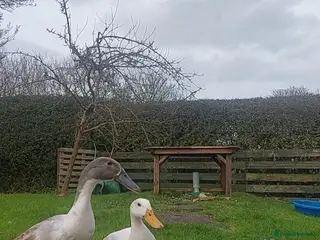 Ducks poultry Pet Runner Ducks looking for a forever home - Advert 1