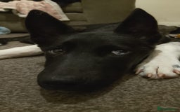 Huskita dogs for sale: Huskita boy - Image 2