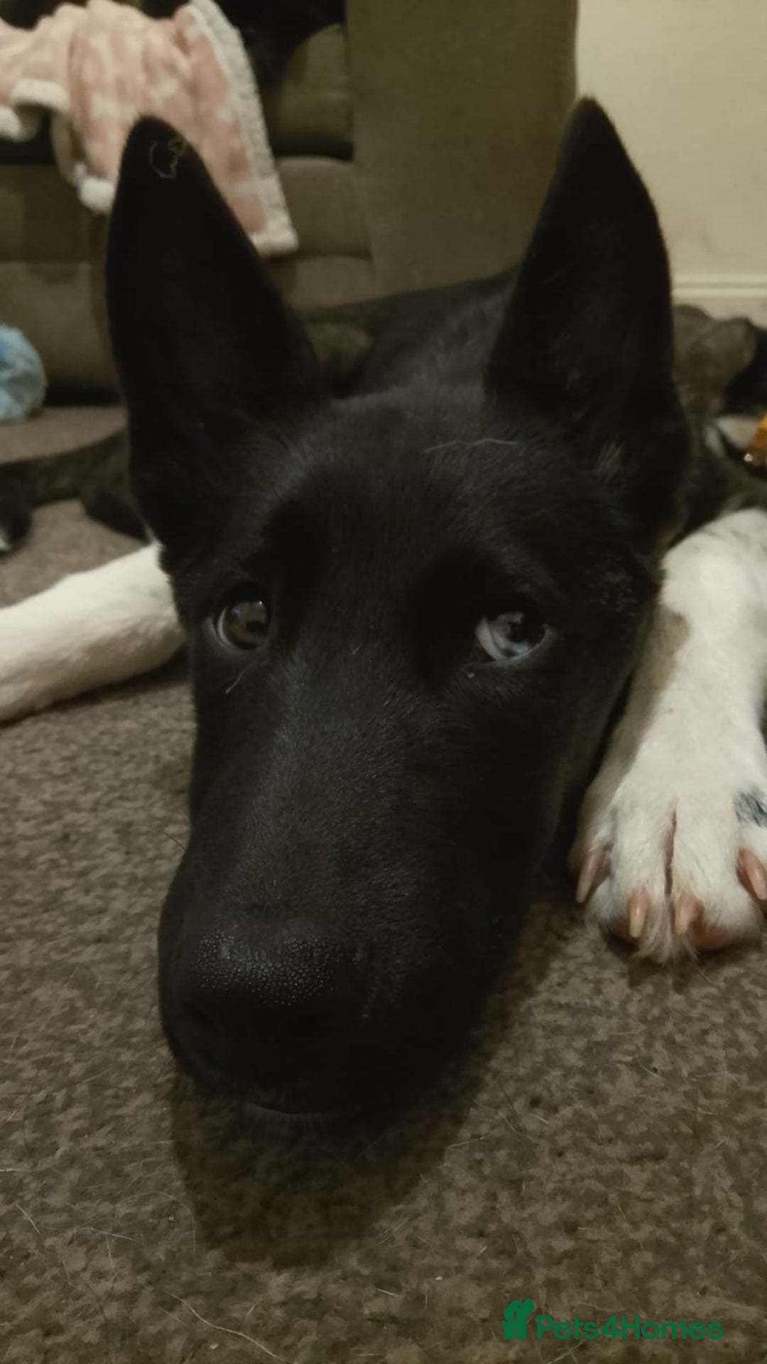 Huskita dogs for sale: Huskita boy - Image 2