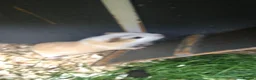 Guinea Pig rodents for sale: Baby Guinee pigs in Stoke-on-Trent - Advert 2