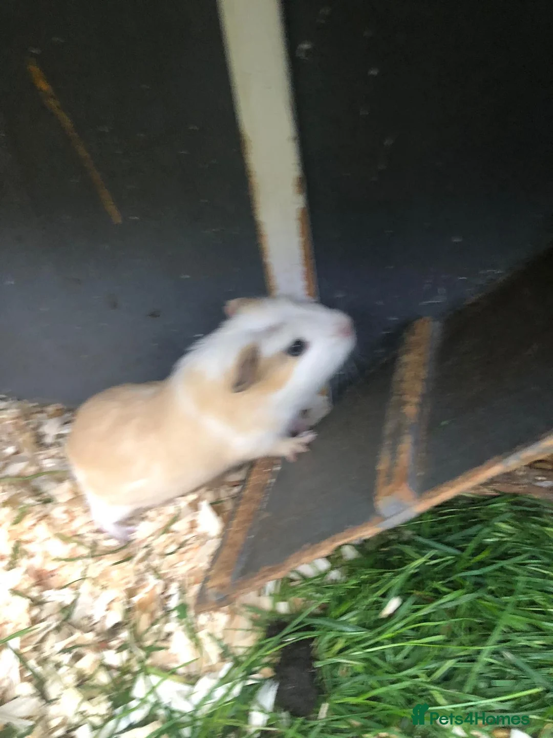 Guinea Pig rodents for sale: Baby Guinee pigs in Stoke-on-Trent - Advert 2