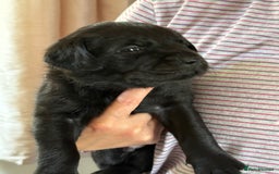 Labrador Retriever dogs for sale: Working Labrador Retriever Puppies - Image 8