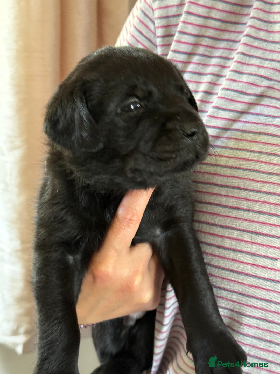 Labrador Retriever dogs for sale: Working Labrador Retriever Puppies - Image 8