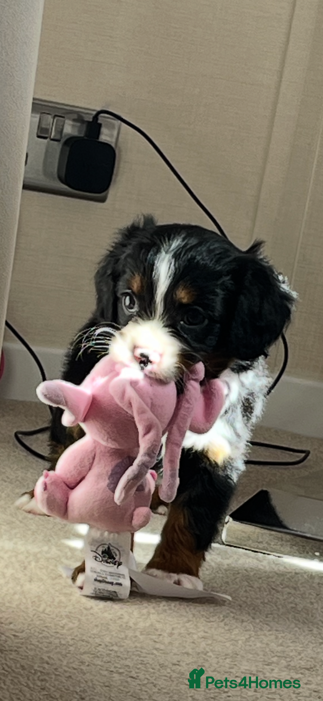Cavapoo dogs for sale: Tri cavapoo puppy ready now  - Image 11