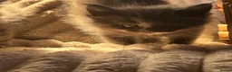 Maine Coon cats for sale: 🐾 TICA Registered Maine Coon Kittens 🐾 - Advert 5