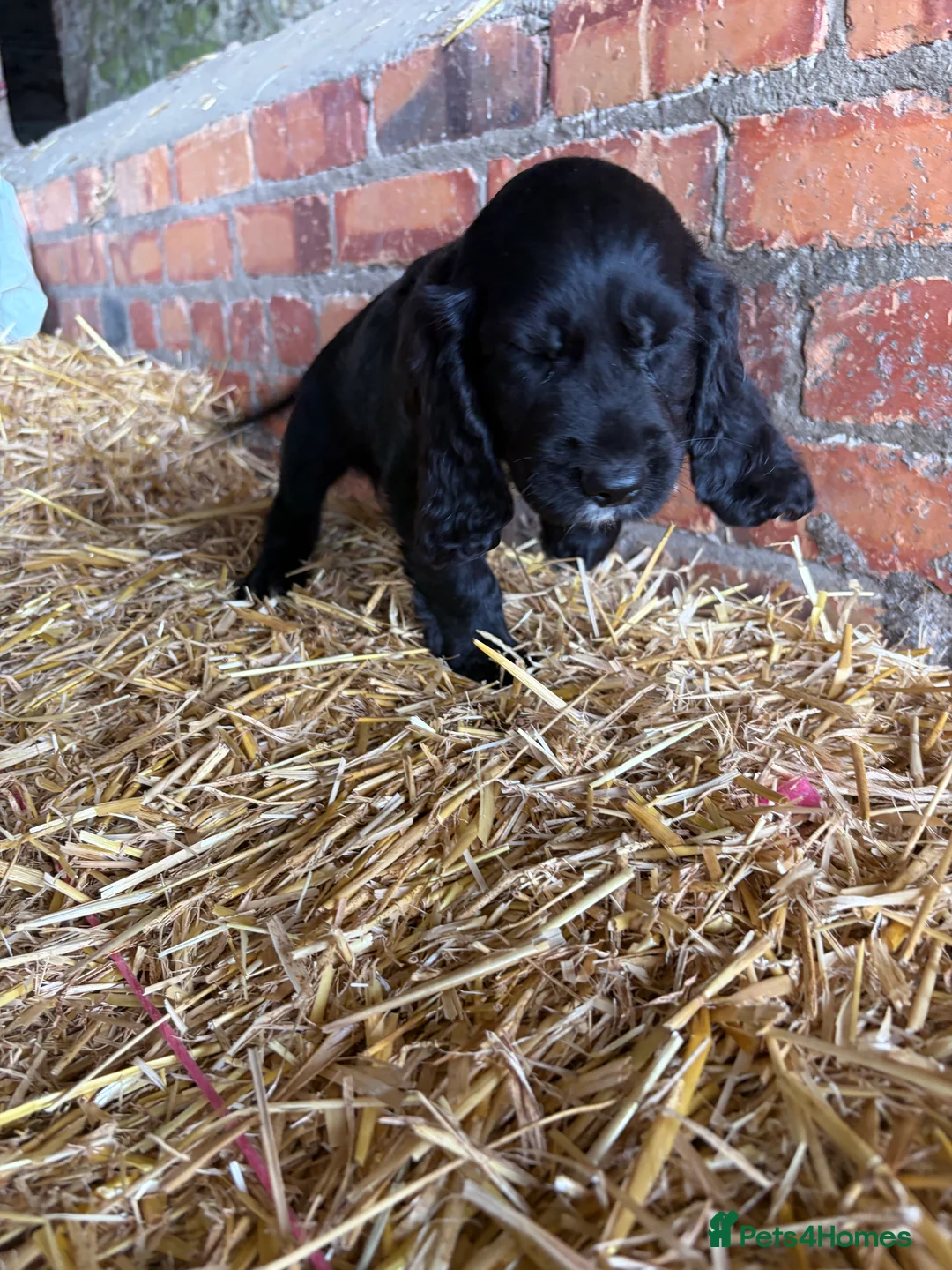 Cocker Spaniel dogs for sale: Cocker spaniel puppies - Advert 20