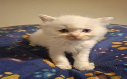 Ragdoll cats for sale: Beautiful Ragdoll kittens male and Female . - Advert 2