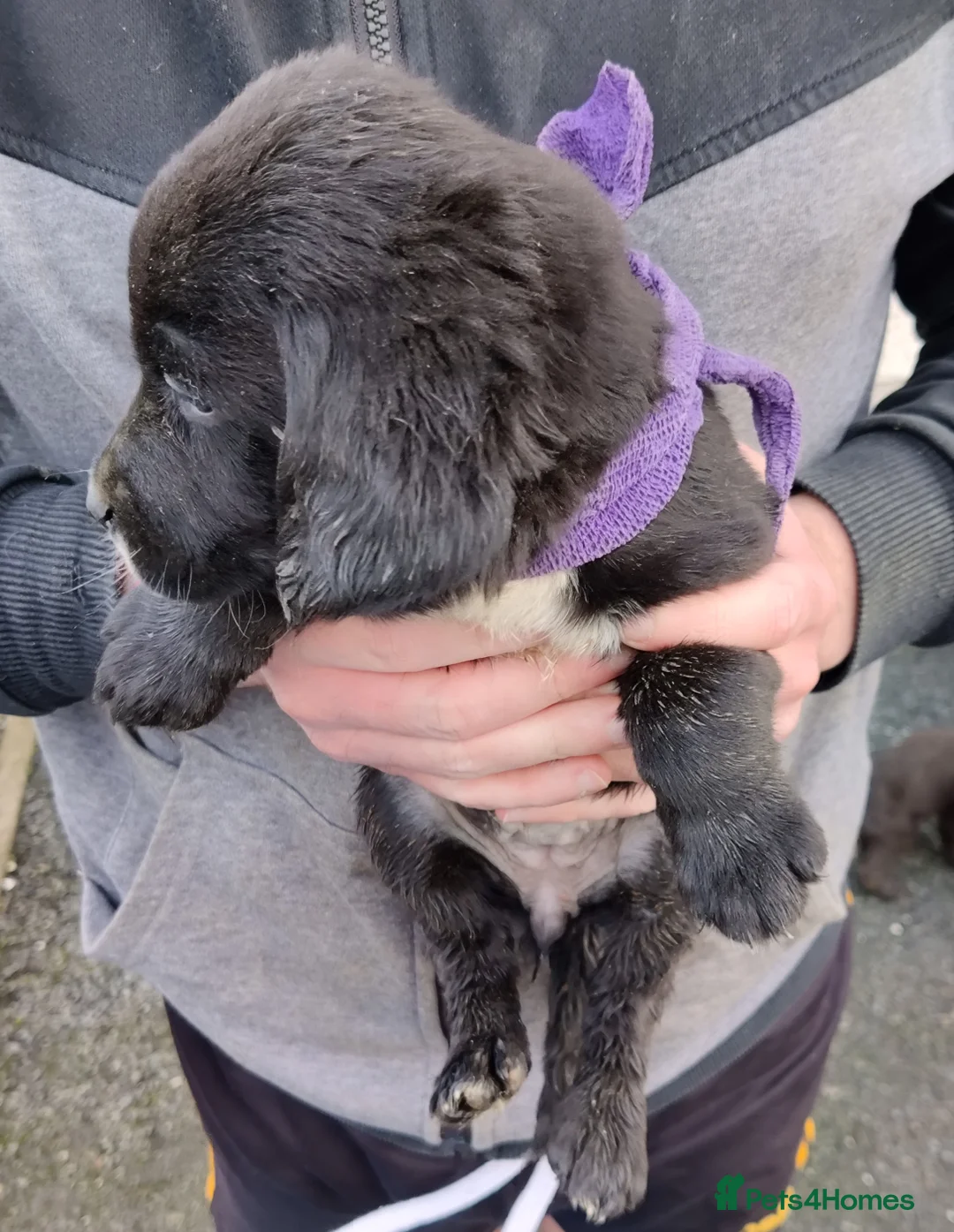 Springador dogs for sale: Springador Puppies - Advert 2