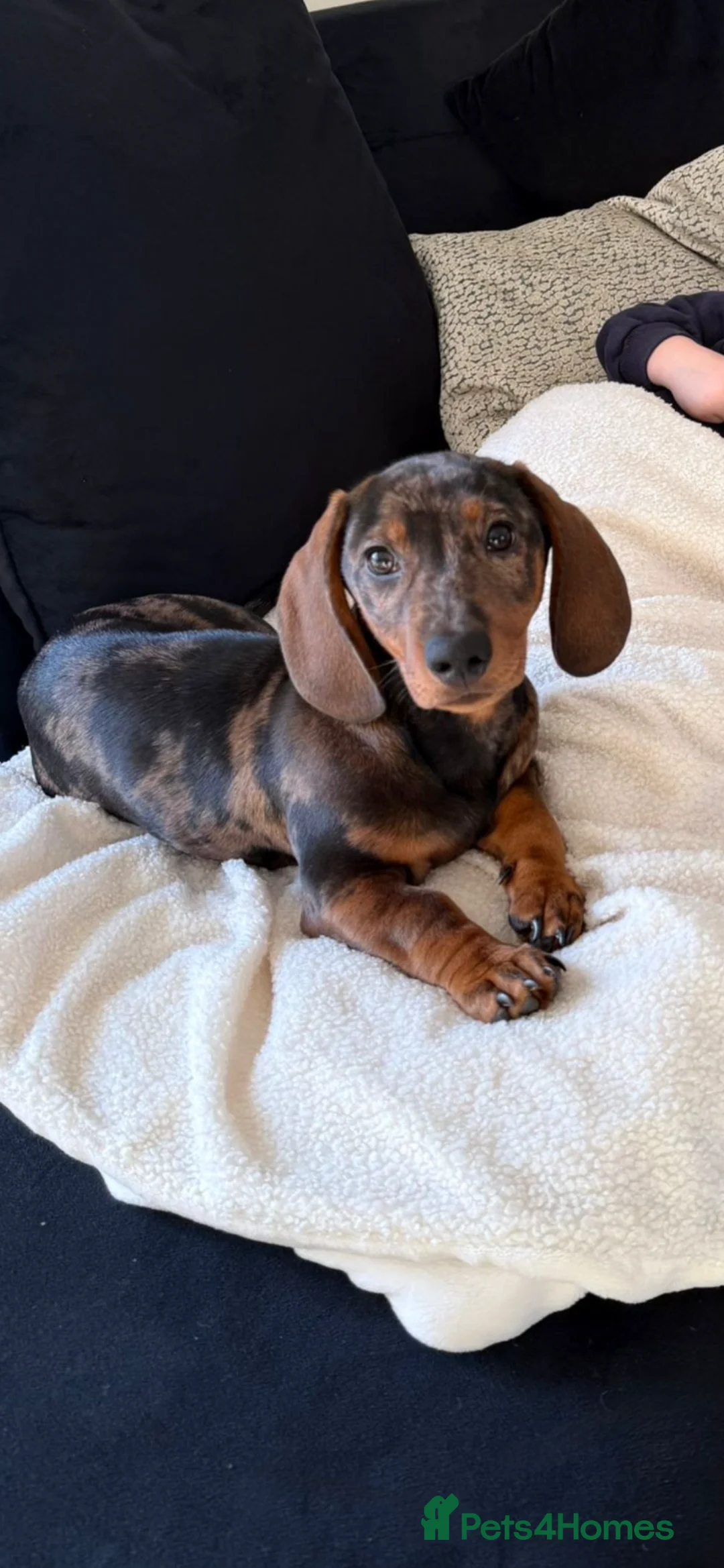 Dachshund dogs for sale: Woody  in Corby - Advert 4
