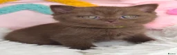 British Shorthair cats for sale: 🍫Chocolate and 💜 Lilac Kittens Waitlist  - Advert 27
