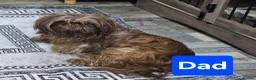 Shih Tzu dogs for sale: Chocolate/ Liver Shih Tzu Puppies - Advert 3
