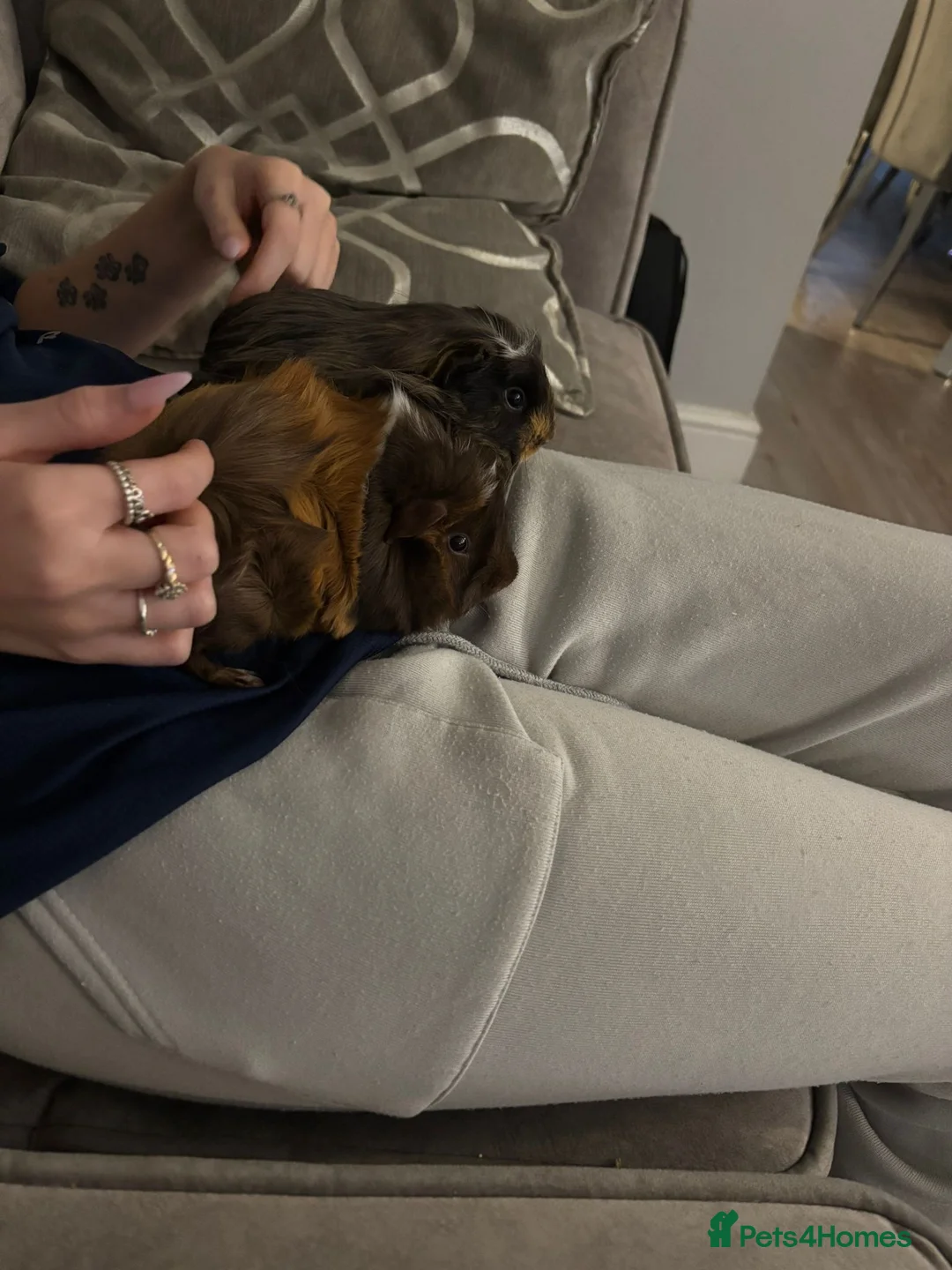 Guinea Pig rodents for sale: Guinea pigs for sale  in Wigan - Advert 1