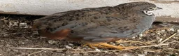 Mixed Breed birds for sale: 9 Button Quail – Males and Females – North Hants - Advert 10