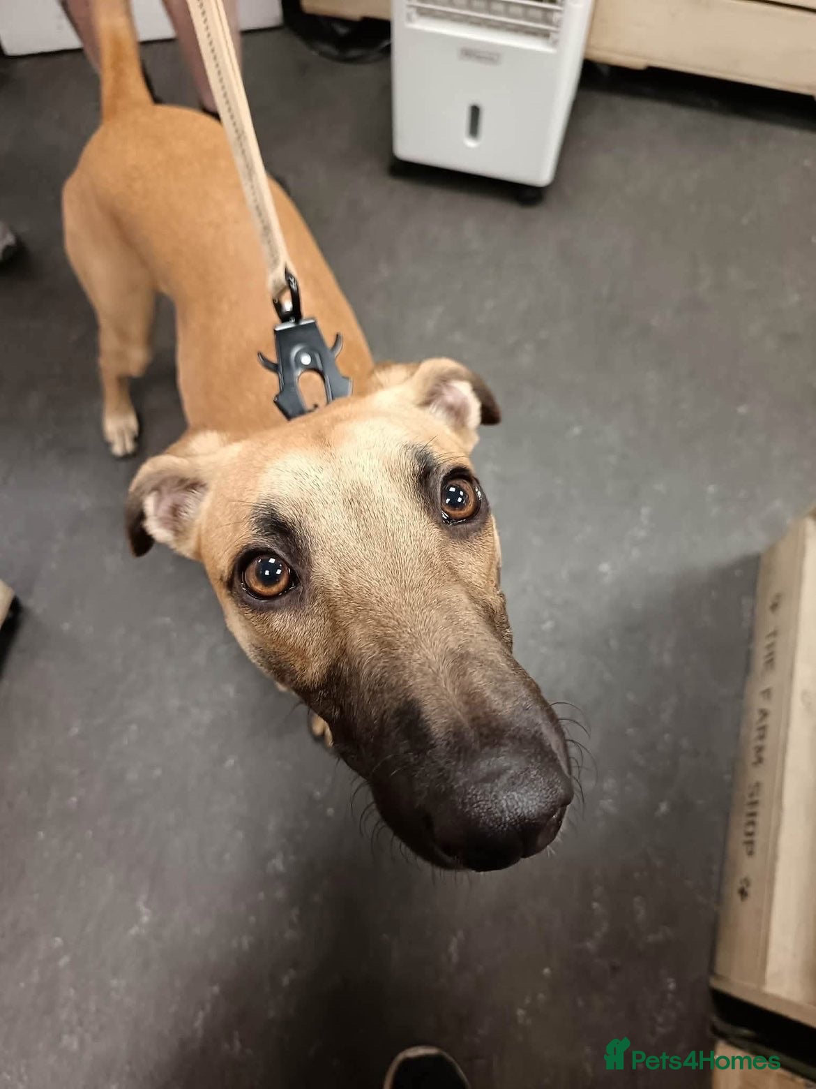 Mixed Breed dogs Lurcher - Advert 1