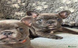 French Bulldog dogs for sale: Adorable French Bulldog 🐶🐾Ready this weekend - Image 8