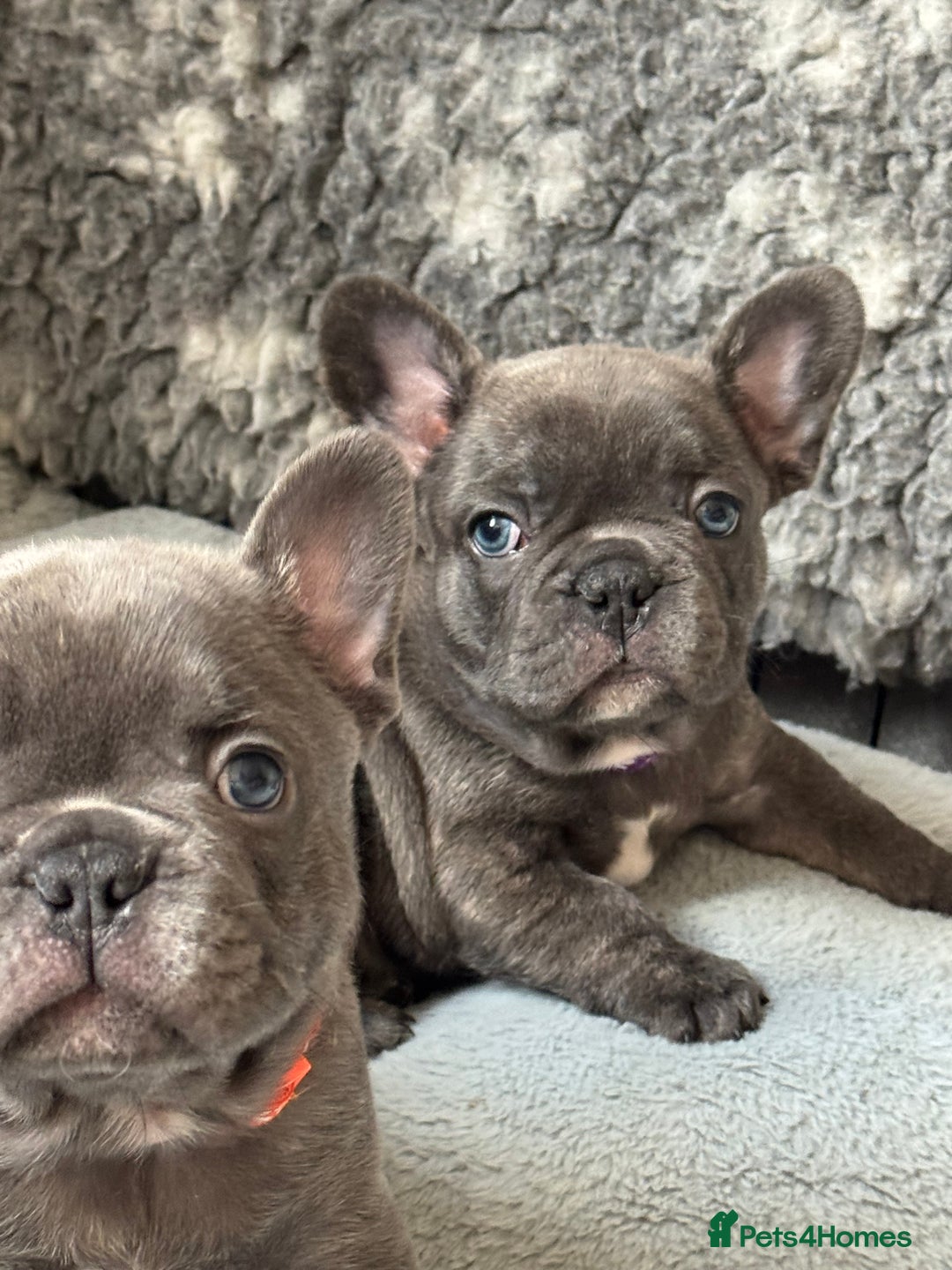 French Bulldog dogs for sale: Adorable French Bulldog 🐶🐾Ready this weekend - Image 8