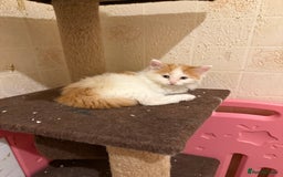 Maine Coon cats for sale: Half Maine coon kittens  - Image 11