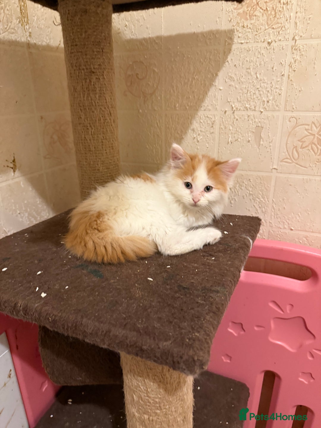 Maine Coon cats for sale: Half Maine coon kittens  - Image 11