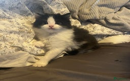 Mixed Breed cats for sale: 4 beautiful black and white kittens for sale  - Image 6