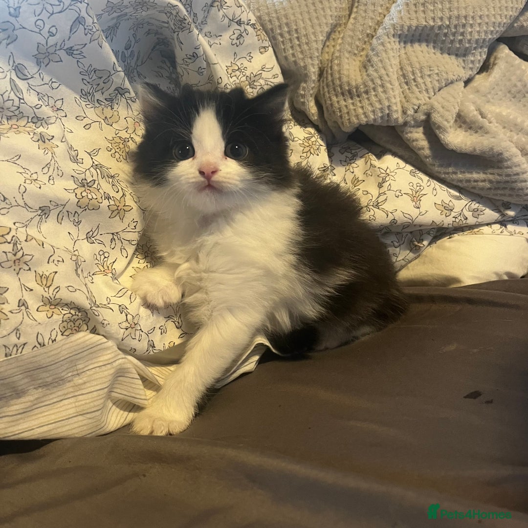 Mixed Breed cats for sale: 4 beautiful black and white kittens for sale  - Image 6
