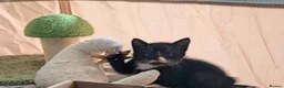 Mixed Breed cats for sale: 2 Male Mixed kittens - Advert 3