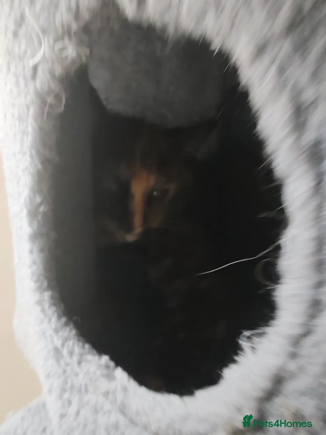 Mixed Breed cats for sale: ❤️❤️❤️ Four adorable kittens ❤️❤️❤️  - Advert 30