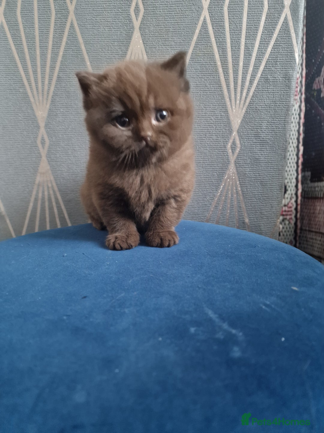 British Shorthair cats for sale: GCCF British shorthair kittens - Advert 5