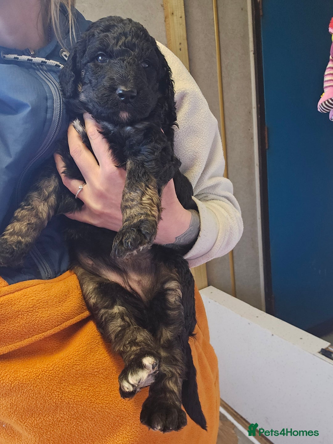 Bernedoodle dogs for sale: Exceptional Quality ❤️ Health tested  - Advert 14